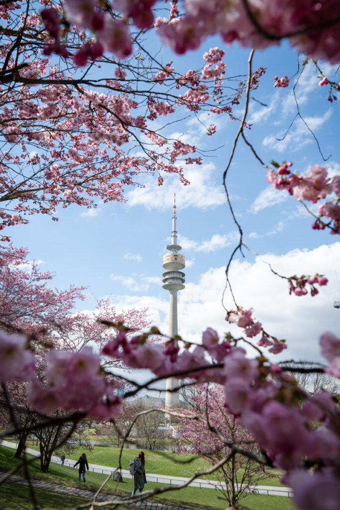 Olympiaturm München mit Kirschblüten im Frühling