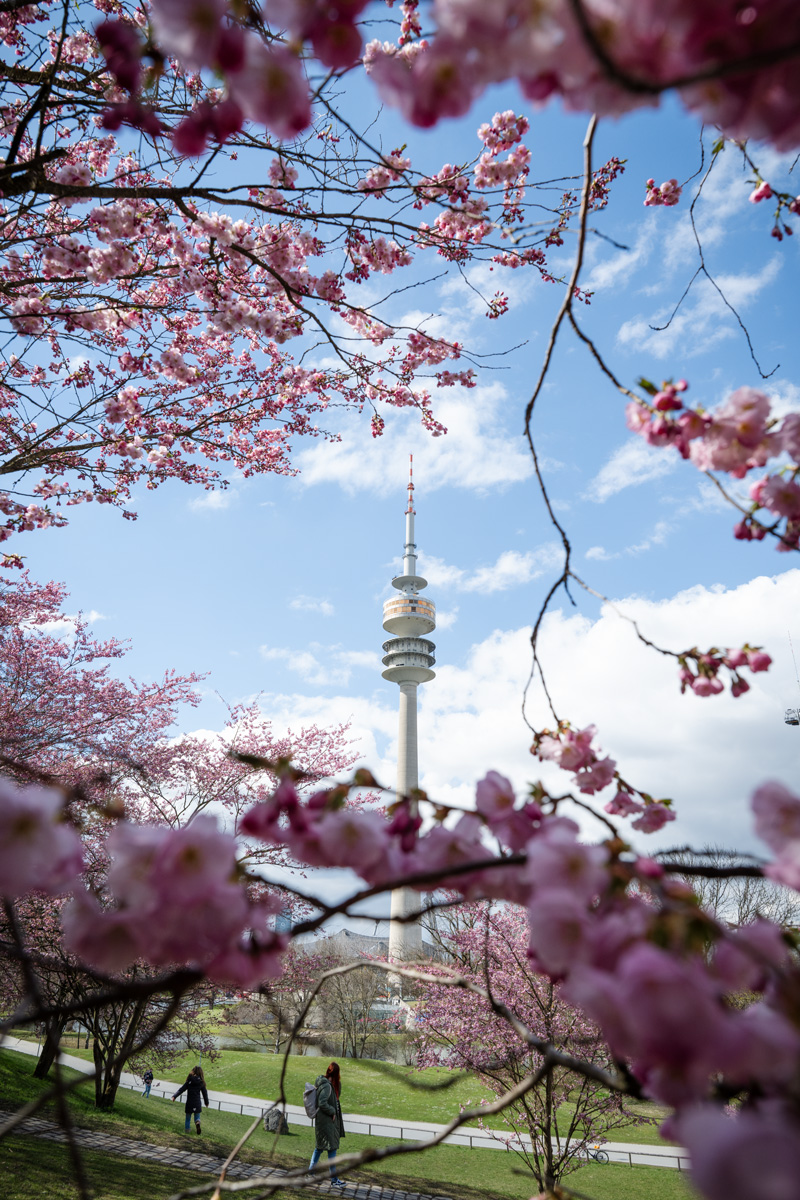 Olympiaturm München mit Kirschblüten im Frühling